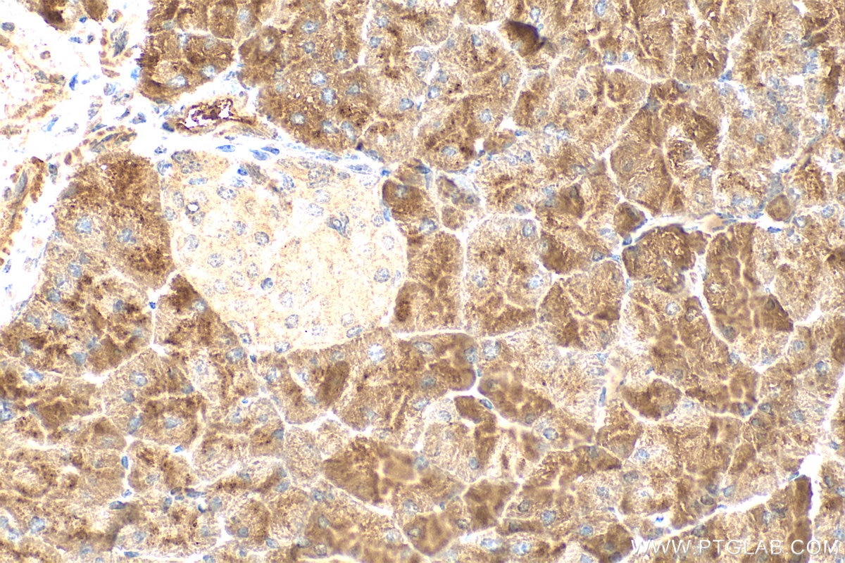 Immunohistochemistry (IHC) staining of mouse pancreas tissue using PLAAT3 Polyclonal antibody (55209-1-AP)