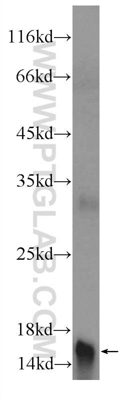 Western Blot (WB) analysis of human placenta tissue using PLAC1L Polyclonal antibody (17343-1-AP)