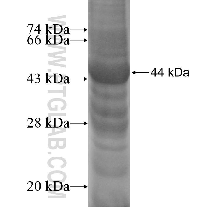 PLAC1L fusion protein Ag11384 SDS-PAGE