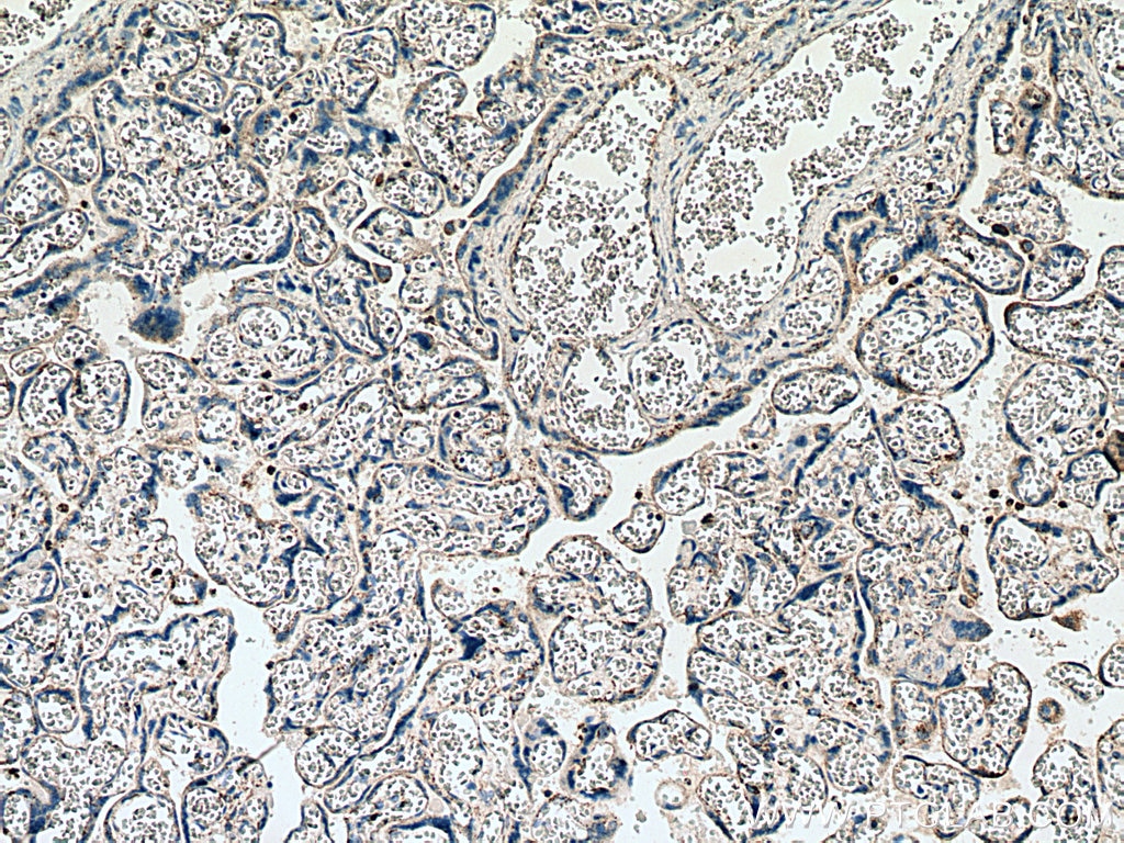 Immunohistochemistry (IHC) staining of human placenta tissue using PLAC8 Polyclonal antibody (12284-1-AP)