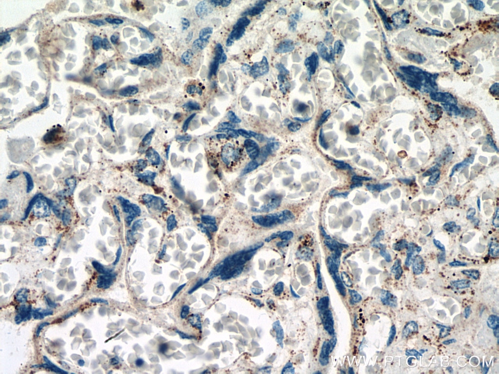 Immunohistochemistry (IHC) staining of human placenta tissue using PLAC8 Polyclonal antibody (12284-1-AP)