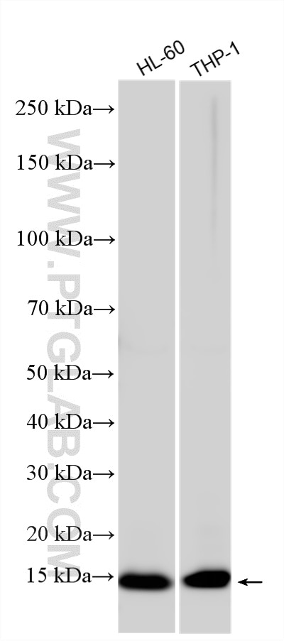Western Blot (WB) analysis of various lysates using PLAC8 Polyclonal antibody (12284-1-AP)