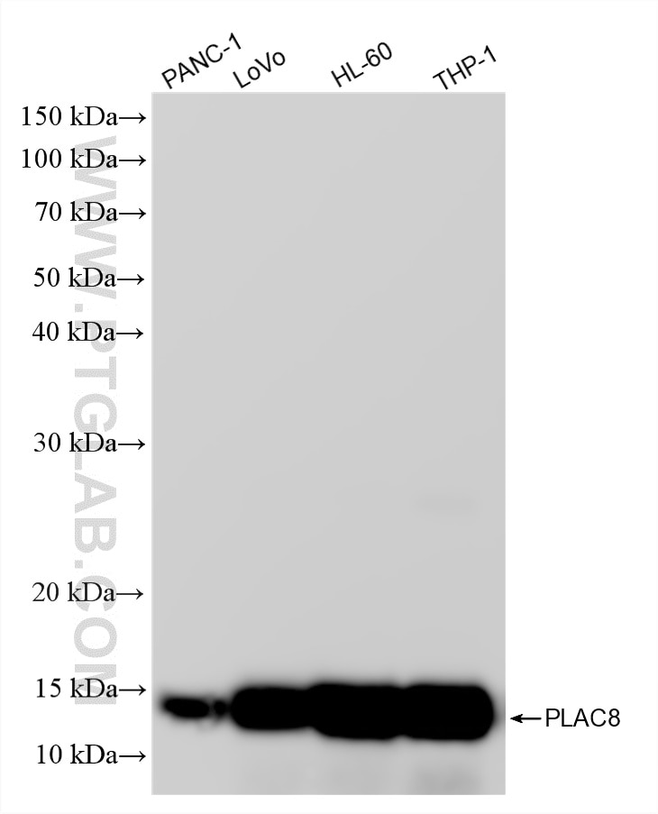 Western Blot (WB) analysis of various lysates using PLAC8 Recombinant monoclonal antibody (87918-1-RR)