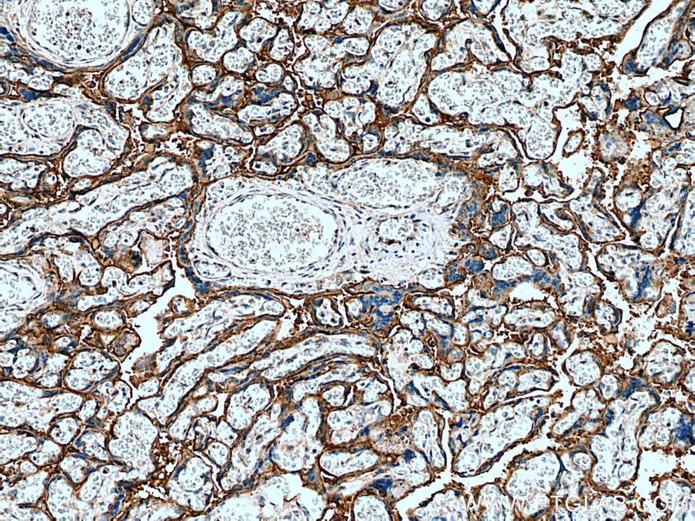 Immunohistochemistry (IHC) staining of human placenta tissue using PLAC8L1 Polyclonal antibody (25435-1-AP)