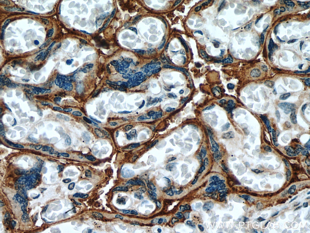 Immunohistochemistry (IHC) staining of human placenta tissue using PLAC8L1 Polyclonal antibody (25435-1-AP)
