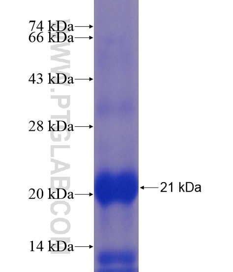 PLAC8L1 fusion protein Ag22072 SDS-PAGE