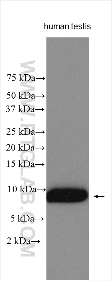 Western Blot (WB) analysis of human testis tissue using PLAC9 Polyclonal antibody (17910-1-AP)