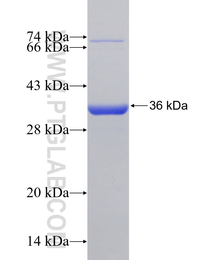 PLAC9 fusion protein Ag12308 SDS-PAGE