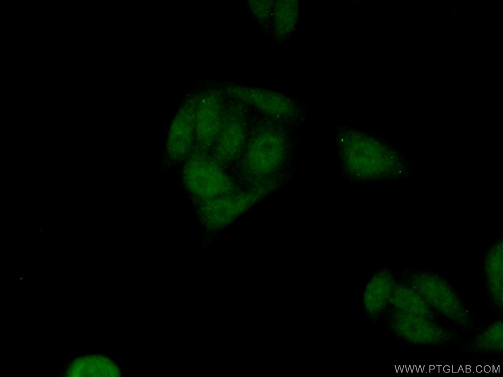 Immunofluorescence (IF) / fluorescent staining of HepG2 cells using PLAG1 Polyclonal antibody (18018-1-AP)