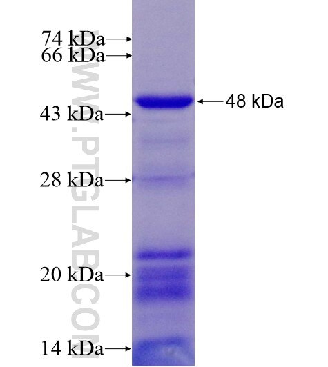 PLAG1 fusion protein Ag12566 SDS-PAGE