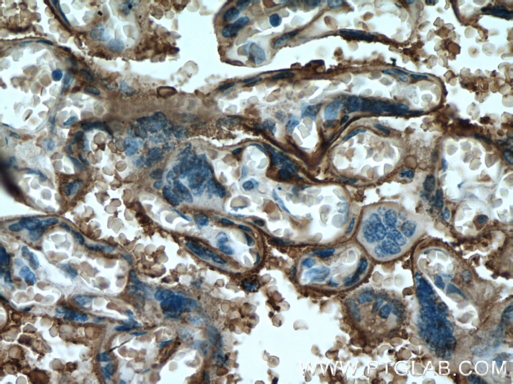 Immunohistochemistry (IHC) staining of human placenta tissue using PLAP Monoclonal antibody (60294-1-Ig)