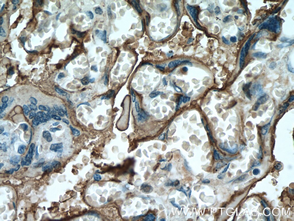 Immunohistochemistry (IHC) staining of human placenta tissue using PLAP Monoclonal antibody (60294-1-Ig)