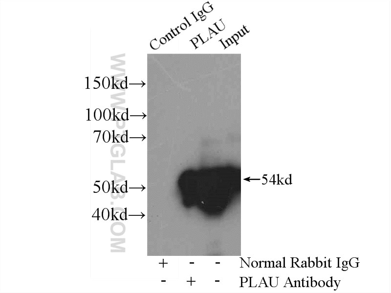 Immunoprecipitation (IP) experiment of HeLa cells using uPA/Urokinase Polyclonal antibody (17968-1-AP)