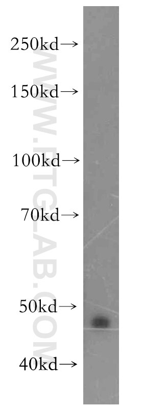 Western Blot (WB) analysis of A2780 cells using uPAR Polyclonal antibody (10286-1-AP)