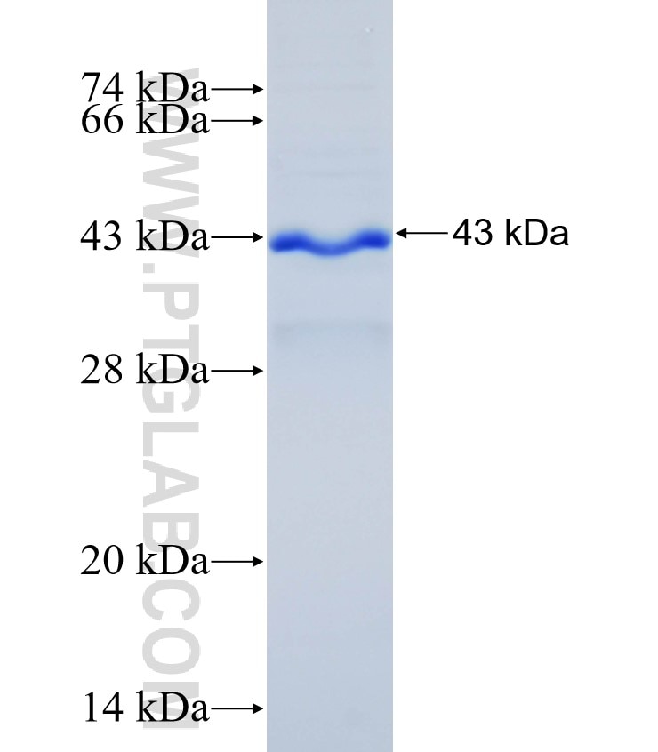 uPAR, PLAUR fusion protein Ag0187 SDS-PAGE