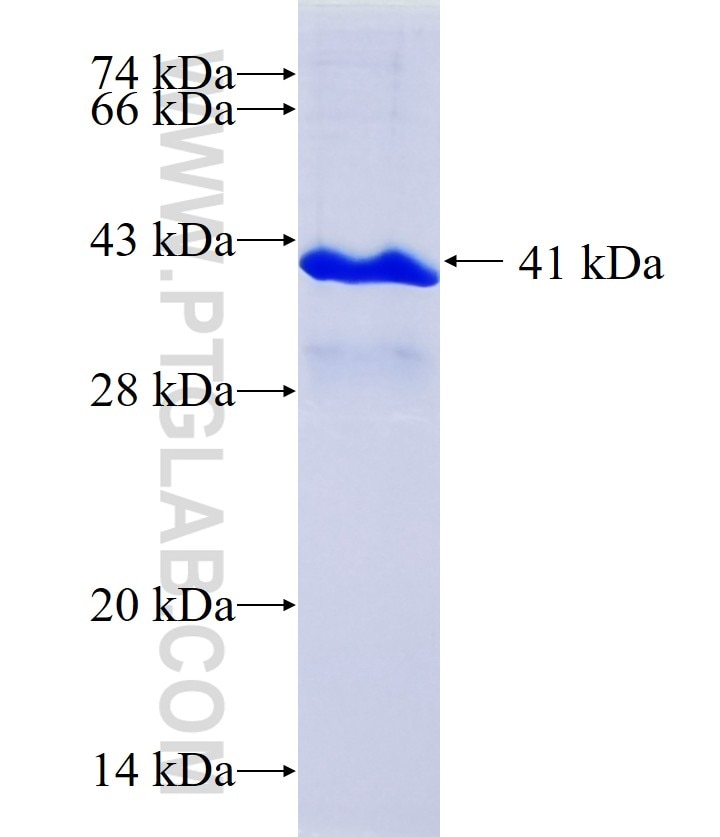 uPAR, PLAUR fusion protein Ag0187 SDS-PAGE