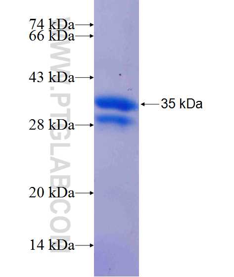 PLCB1 fusion protein Ag24750 SDS-PAGE