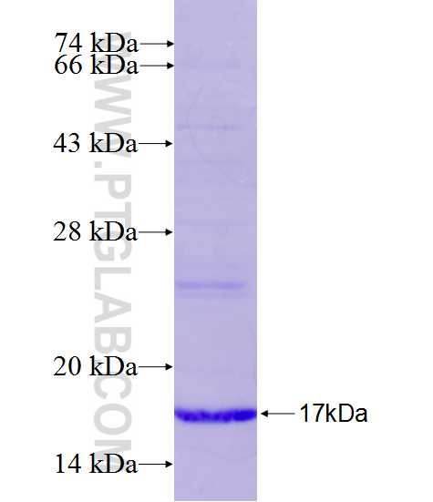 PLCB2 fusion protein Ag27079 SDS-PAGE