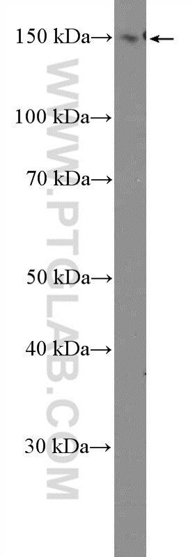 WB analysis of HEK-293T using 51139-1-AP