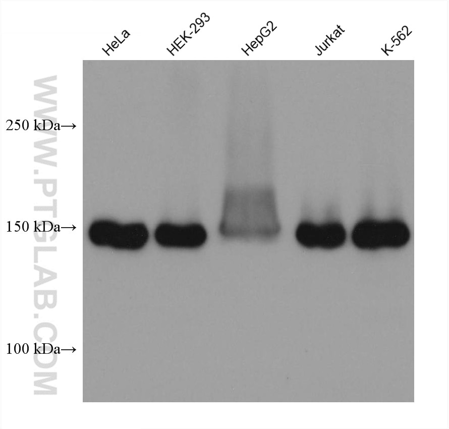 Western Blot (WB) analysis of various lysates using PLCB3 Monoclonal antibody (66668-1-Ig)