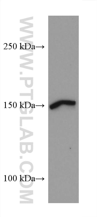Western Blot (WB) analysis of Sp2/0 cells using PLCB3 Monoclonal antibody (66668-1-Ig)