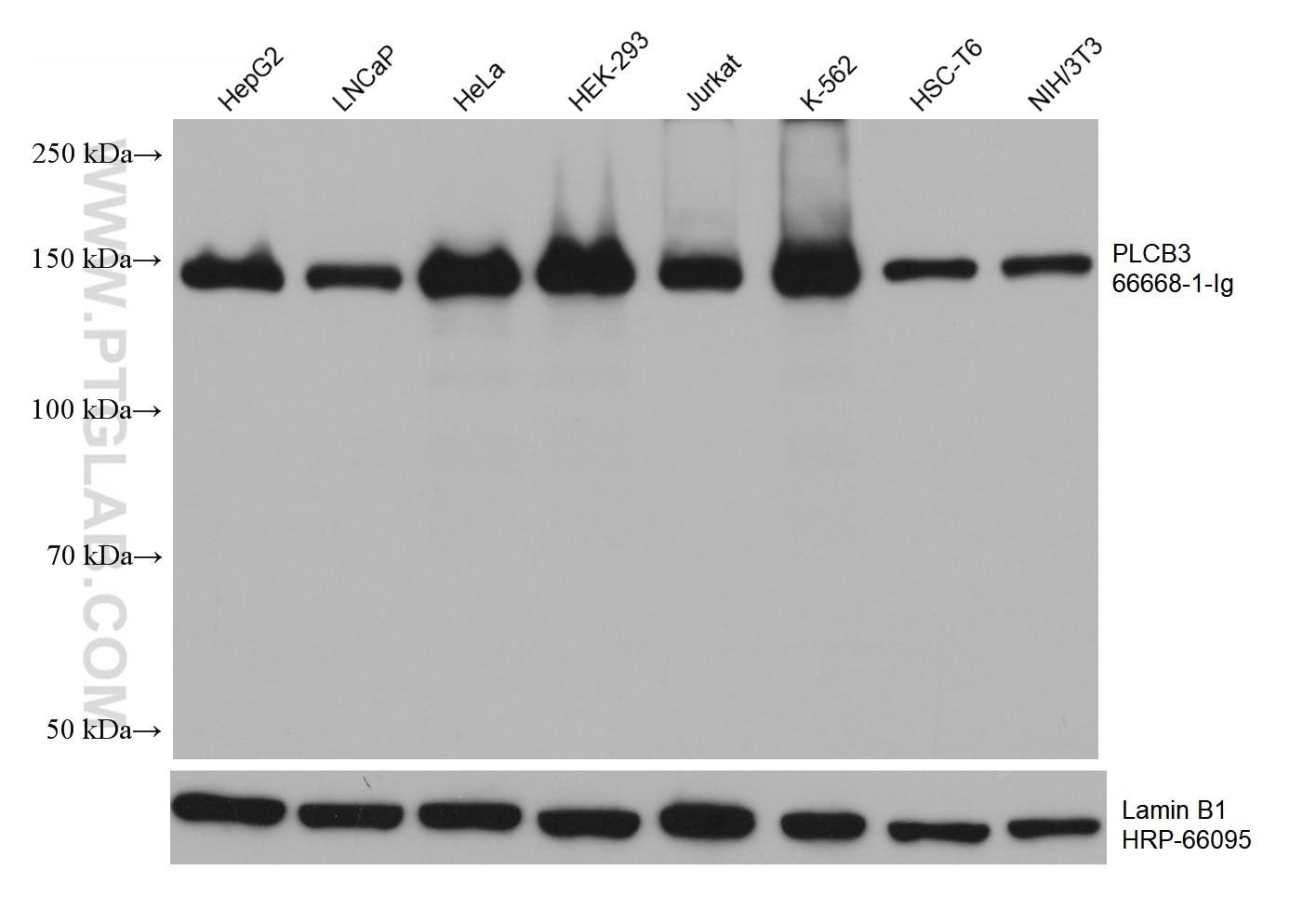 Western Blot (WB) analysis of various lysates using PLCB3 Monoclonal antibody (66668-1-Ig)