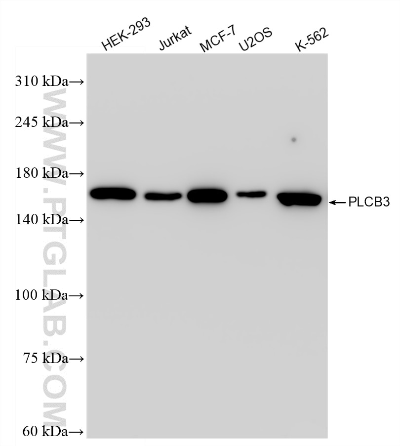 PLCB3