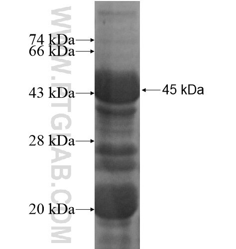 PLCB3 fusion protein Ag15679 SDS-PAGE
