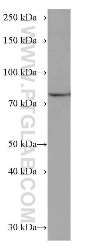 Western Blot (WB) analysis of K-562 cells using PLCD1 Monoclonal antibody (67064-1-Ig)