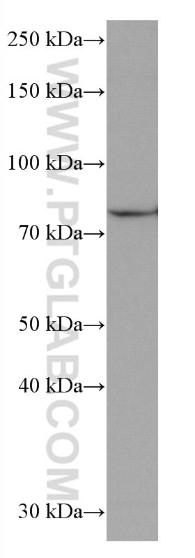 Western Blot (WB) analysis of K-562 cells using PLCD1 Monoclonal antibody (67064-1-Ig)