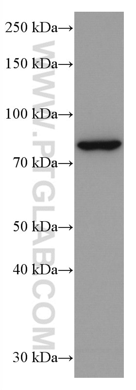 Western Blot (WB) analysis of human testis tissue using PLCD1 Monoclonal antibody (67064-1-Ig)