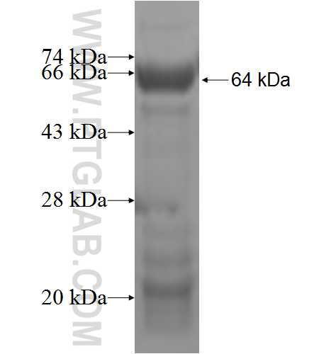 PLCD1 fusion protein Ag5468 SDS-PAGE