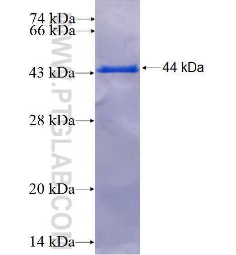 PLCD1 fusion protein Ag5567 SDS-PAGE