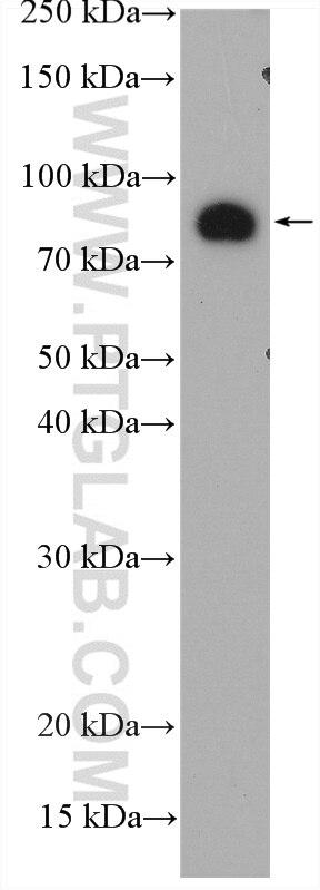 Western Blot (WB) analysis of U2OS cells using PLCD3 Polyclonal antibody (16792-1-AP)