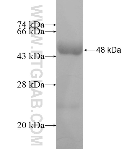 PLCD3 fusion protein Ag10249 SDS-PAGE