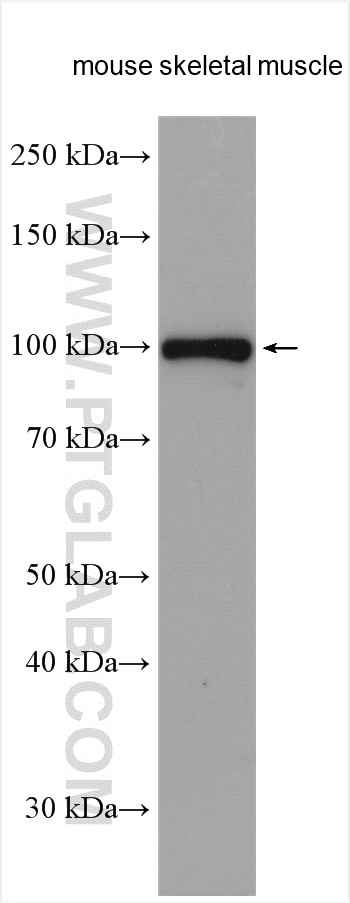 Western Blot (WB) analysis of mouse skeletal muscle tissue using PLCD4 Polyclonal antibody (10589-2-AP)