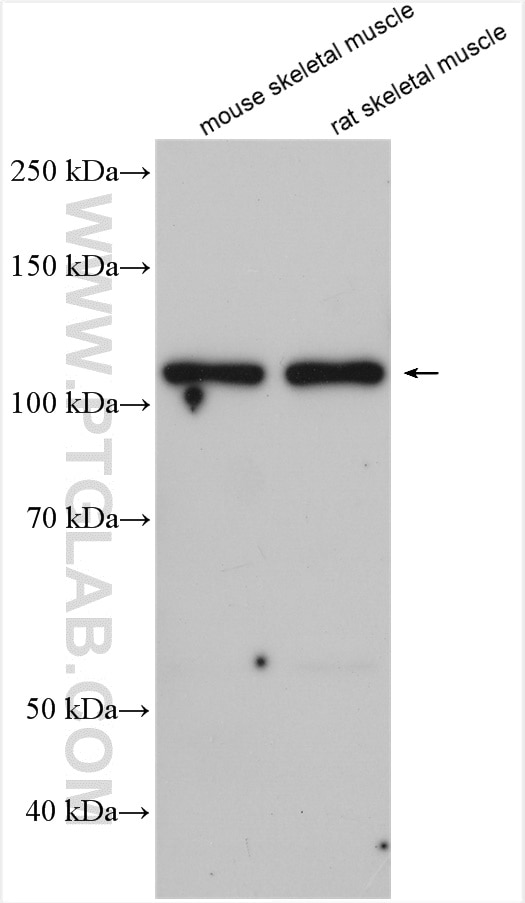 Western Blot (WB) analysis of various lysates using PLCD4 Polyclonal antibody (10589-2-AP)