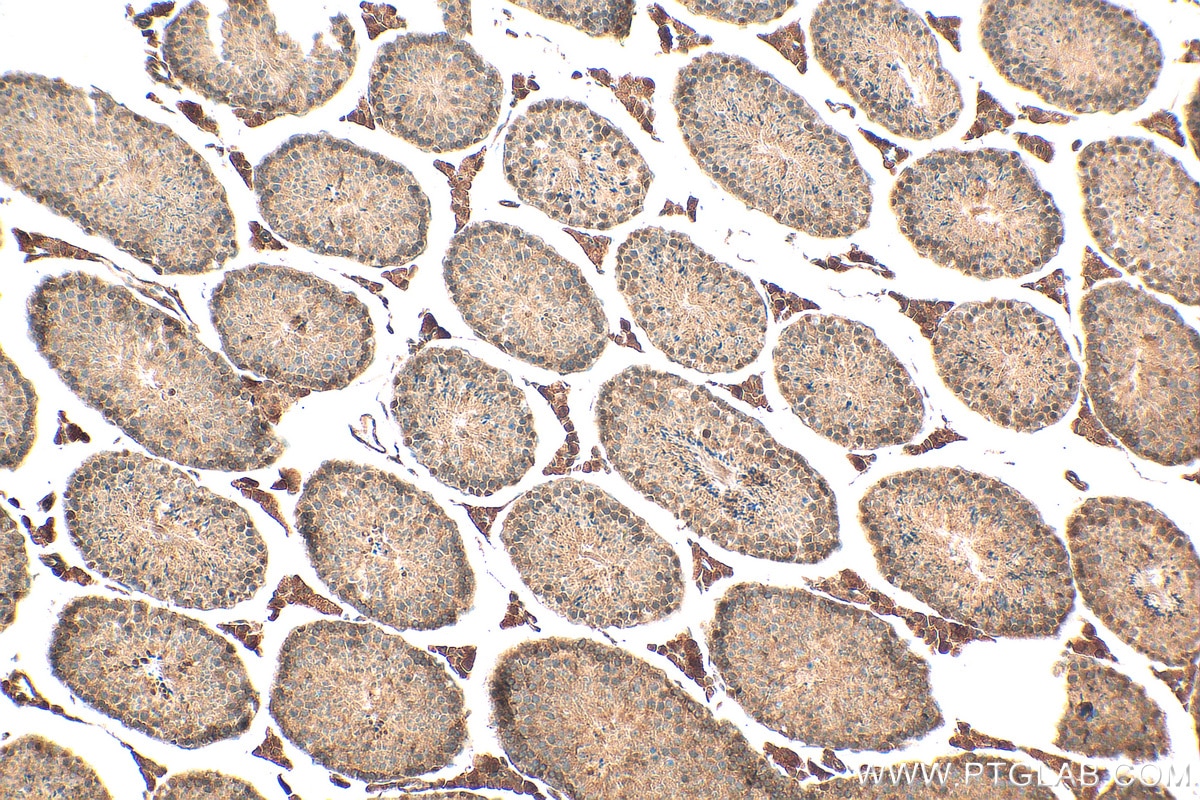 Immunohistochemistry (IHC) staining of mouse testis tissue using PLCD4 Polyclonal antibody (30133-1-AP)