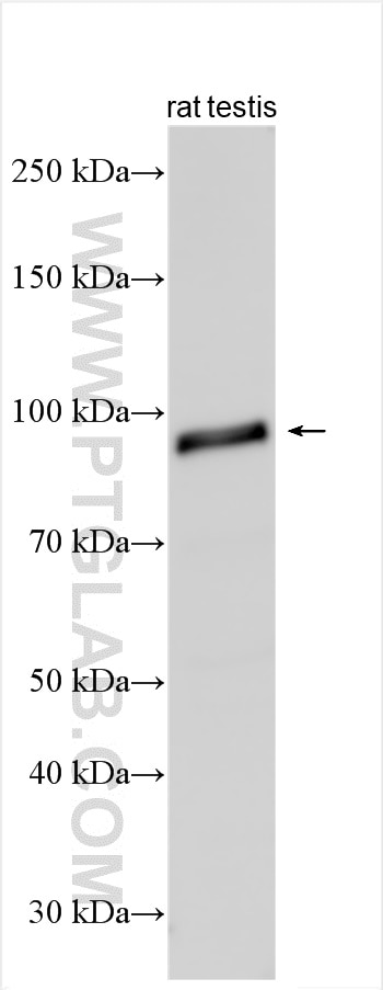 Western Blot (WB) analysis of rat testis tissue using PLCD4 Polyclonal antibody (30133-1-AP)