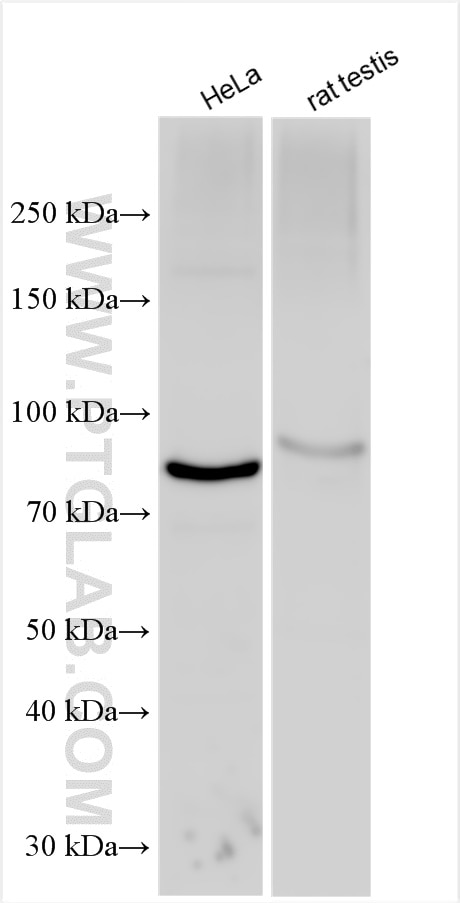 Western Blot (WB) analysis of HeLa cells using PLCD4 Polyclonal antibody (30133-1-AP)