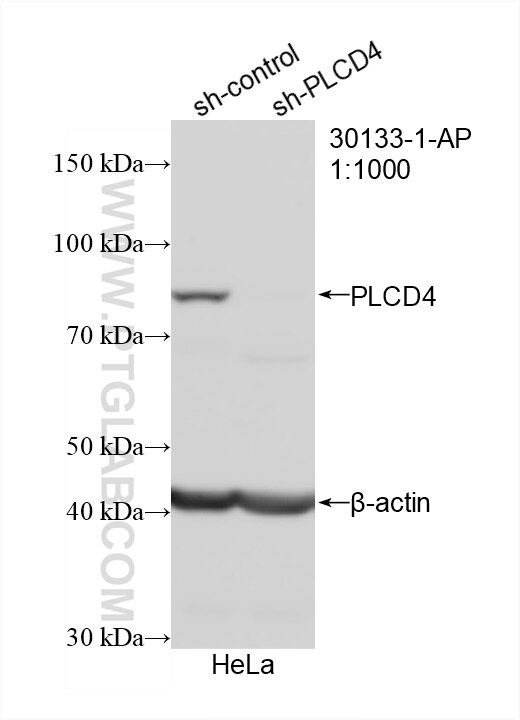 Western Blot (WB) analysis of HeLa cells using PLCD4 Polyclonal antibody (30133-1-AP)