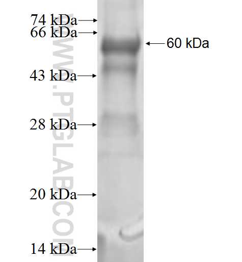 PLCD4 fusion protein Ag0937 SDS-PAGE
