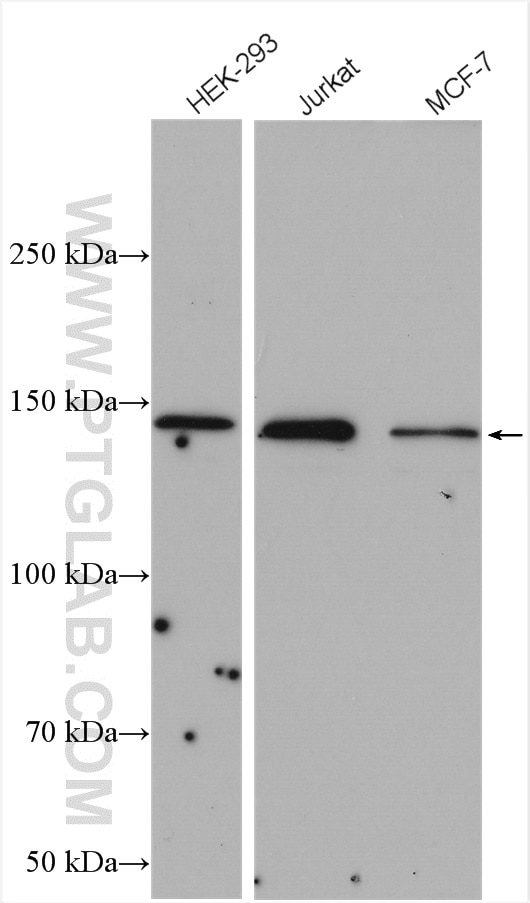 Western Blot (WB) analysis of various lysates using PLCG1 Polyclonal antibody (28362-1-AP)