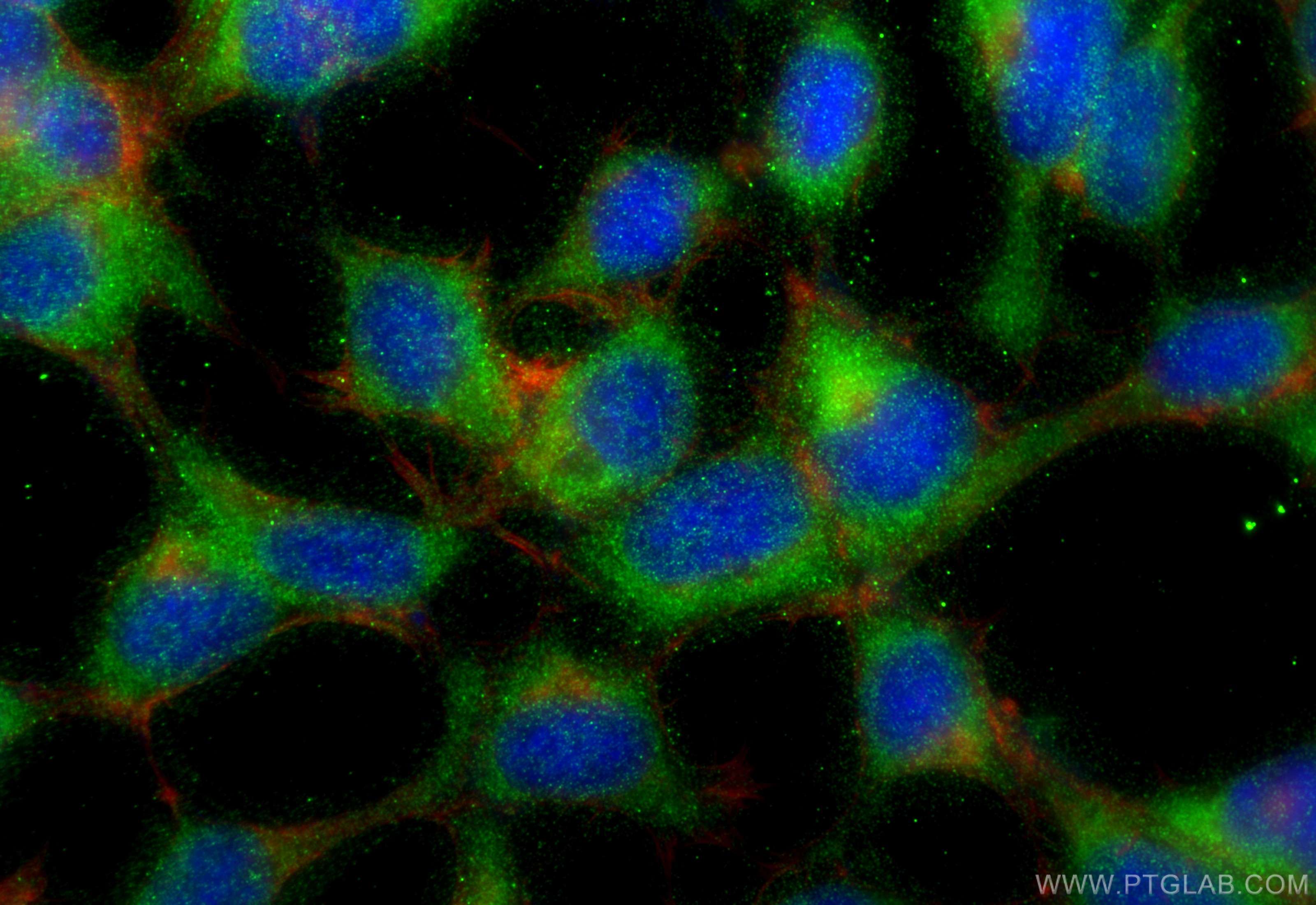 Immunofluorescence (IF) / fluorescent staining of HEK-293 cells using PLCG1 Recombinant antibody (84941-1-RR)