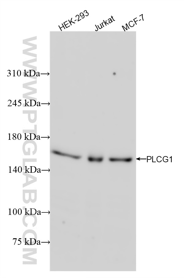 Western Blot (WB) analysis of various lysates using PLCG1 Recombinant antibody (84941-1-RR)