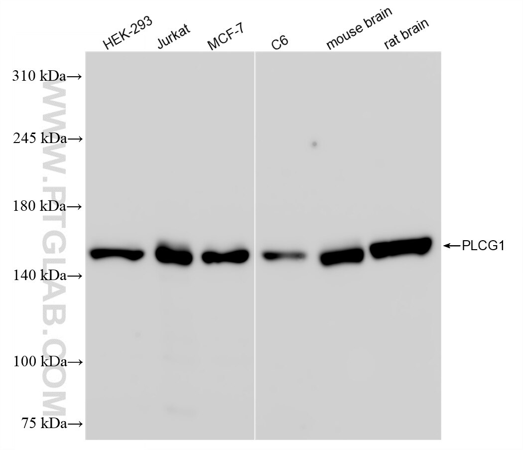 Western Blot (WB) analysis of various lysates using PLCG1 Recombinant antibody (84941-4-RR)
