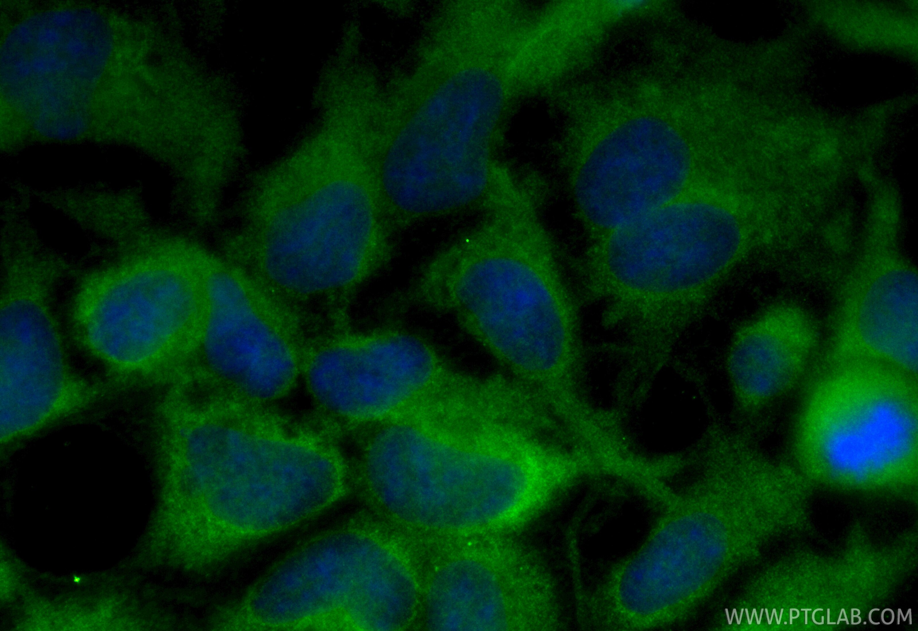 Immunofluorescence (IF) / fluorescent staining of HEK-293 cells using CoraLite® Plus 488-conjugated PLCG1 Recombinant mo (CL488-84941)