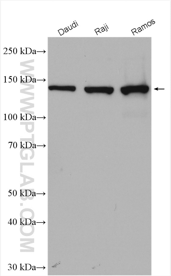 WB analysis using 27173-1-AP