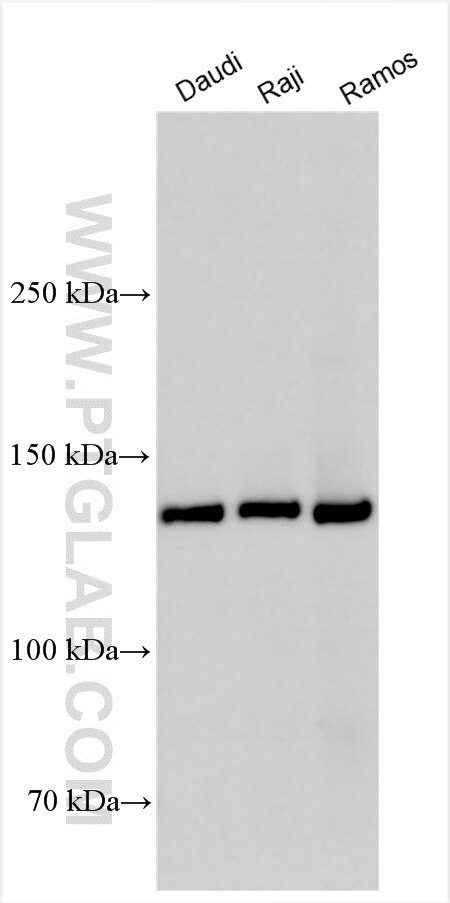 Western Blot (WB) analysis of various lysates using PLCG2 Polyclonal antibody (29567-1-AP)