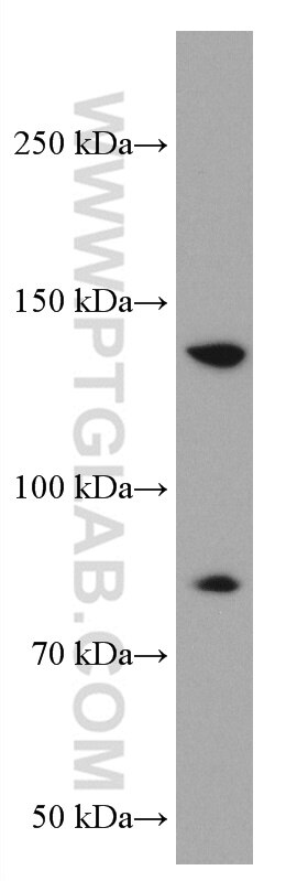 Western Blot (WB) analysis of Raji cells using PLCG2 Monoclonal antibody (67011-1-Ig)